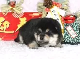 柴犬(標準サイズ)【千葉県・男の子・2024年12月1日・黒】の写真11