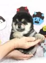 柴犬(標準サイズ)【千葉県・男の子・2024年12月1日・黒】の写真15