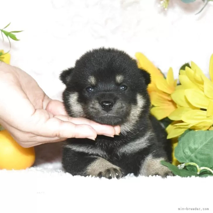 ID:2508-00310の子犬