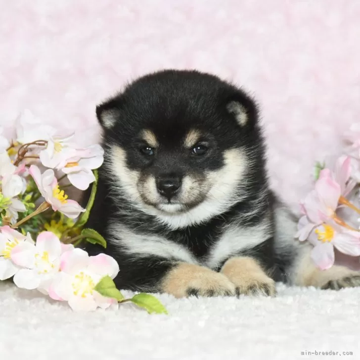 ID:2502-07263の子犬