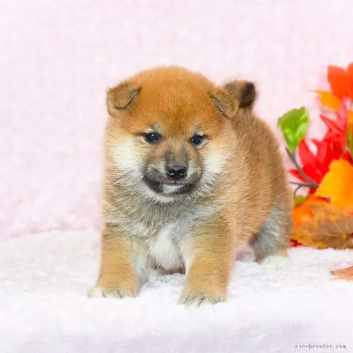 A.M 様のお迎えした子犬