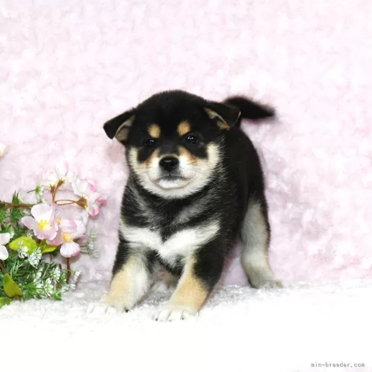 ken 様のお迎えした子犬