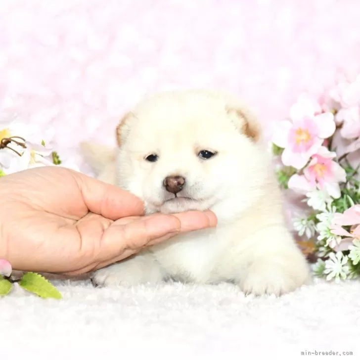 ドーラ 様のお迎えした子犬