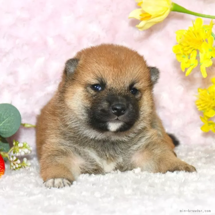 兄貴 様のお迎えした子犬