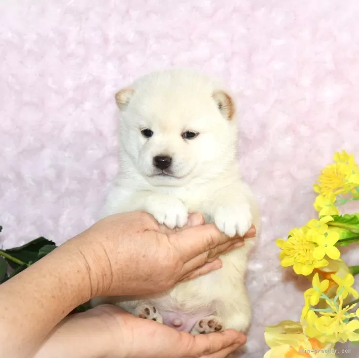 ID:2501-05670の子犬
