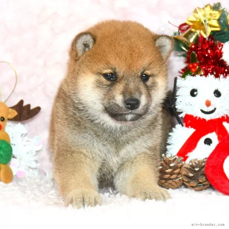 T.T 様のお迎えした子犬