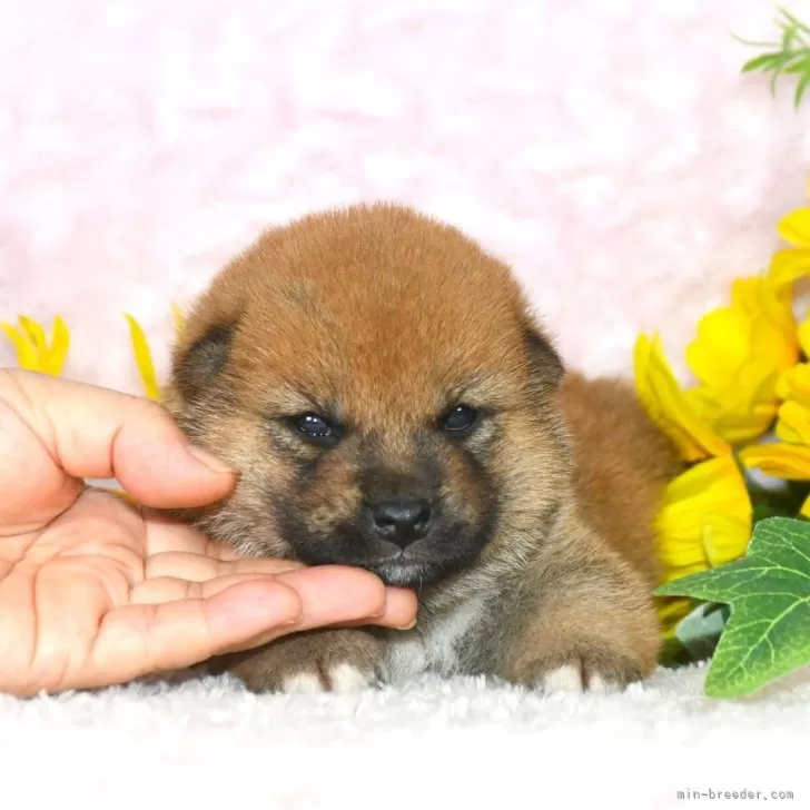 柴犬(標準サイズ)【千葉県・男の子・2025年5月13日・赤】の写真1