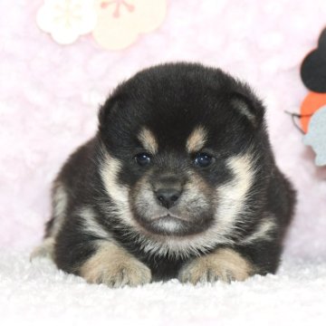 柴犬(標準サイズ)【千葉県・男の子・2024年12月1日・黒】の写真「★優秀血統★抜群の顔立ち★犬質ハイレベル★」