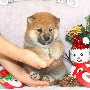 柴犬(標準サイズ)【千葉県・女の子・2025年10月18日・赤】の写真「★最優良血統★犬質ハイレベル★容姿端麗☆彡」