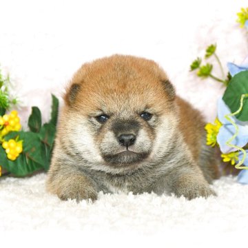 柴犬(標準サイズ)【千葉県・男の子・2025年4月10日・赤】の写真「★最優良血統★抜群の顔立ち★犬質ハイレベル★」
