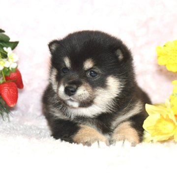 柴犬(豆柴)【千葉県・男の子・2024年12月10日・黒】の写真「★容姿・犬質ハイレベル！・イケメン黒豆クン★」