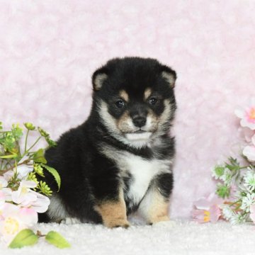 柴犬(豆柴)【千葉県・男の子・2025年2月5日・黒】の写真「★容姿・骨格構成・犬質ハイレベル！健康診断付！」