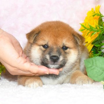 柴犬(標準サイズ)【千葉県・女の子・2025年7月23日・赤】の写真「★最優良血統★容姿性格抜群★両親受賞犬★」