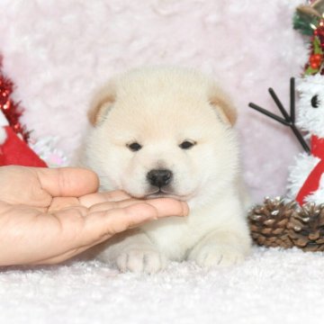 柴犬(標準サイズ)【千葉県・男の子・2025年10月24日・白】の写真「★最優良血統★容姿性格抜群★両親受賞犬★」