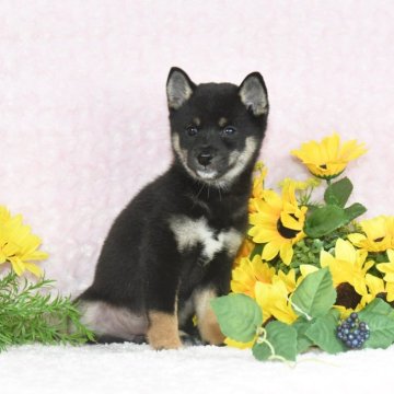 柴犬(豆柴)【千葉県・女の子・2025年7月10日・黒】の写真「★容姿・骨格構成・犬質ハイレベル！健康診断付！」