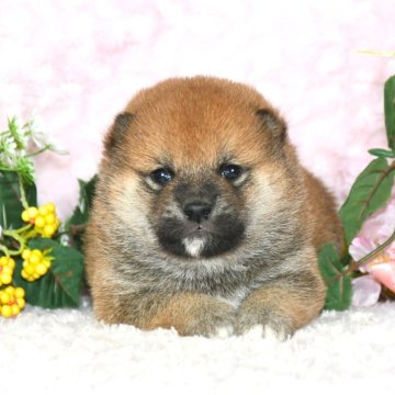柴犬(標準サイズ)【千葉県・男の子・2025年4月10日・赤】の写真「★最優良血統★犬質ハイレベルなイケメン君☆彡」