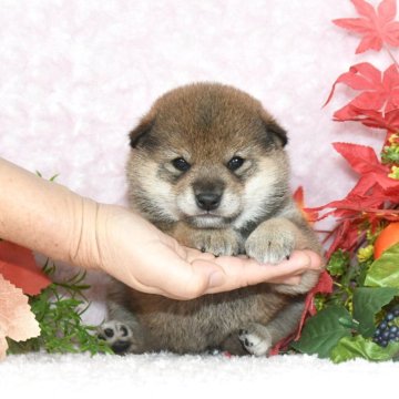 柴犬(標準サイズ)【千葉県・女の子・2025年8月28日・胡麻】の写真「★希少な本胡麻！★抜群の顔立ち★犬質ハイレベル★」