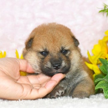 柴犬(標準サイズ)【千葉県・男の子・2025年5月13日・赤】の写真「★最優良血統★犬質ハイレベルなイケメン君☆彡」