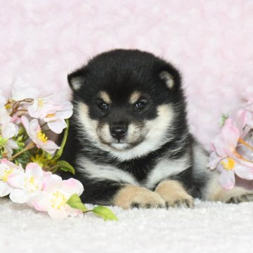 柴犬(豆柴)【千葉県・女の子・2025年1月17日・黒】の写真「★容姿・犬質ハイレベル！・イケメン白豆クン★」