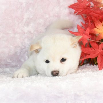 柴犬(豆柴)【千葉県・男の子・2025年9月16日・白】の写真「★容姿・骨格構成・犬質ハイレベル！健康診断付！」