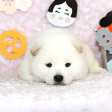 柴犬(標準サイズ)【千葉県・男の子・2024年12月1日・白】の写真「★優秀血統★抜群の顔立ち★犬質ハイレベル★」