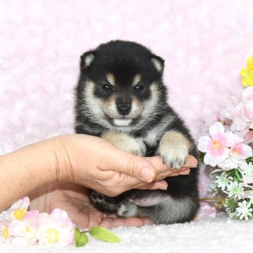 柴犬(豆柴)【千葉県・男の子・2025年1月27日・黒】の写真「★容姿・犬質ハイレベル！・イケメン黒豆クン★」