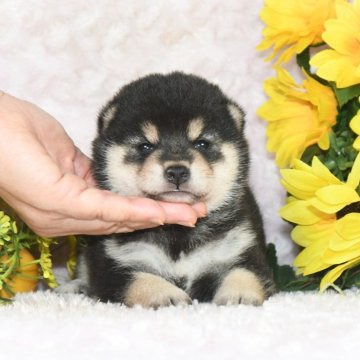 柴犬(標準サイズ)【千葉県・男の子・2025年7月11日・黒】の写真「★最優良血統★犬質ハイレベルなイケメン君☆彡」