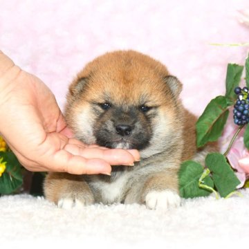 柴犬(標準サイズ)【千葉県・女の子・2025年4月10日・赤】の写真「★最優良血統★犬質ハイレベルなイケメン君☆彡」