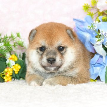 柴犬(標準サイズ)【千葉県・女の子・2025年4月3日・赤】の写真「★最優良血統★容姿性格・骨格構成・犬質最高レベル★」