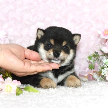 柴犬(豆柴)【千葉県・男の子・2025年2月5日・黒】の写真「★容姿・骨格構成・犬質ハイレベル！健康診断付！」
