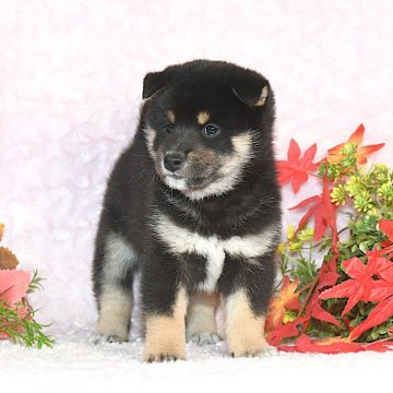 柴犬(標準サイズ)【千葉県・女の子・2025年9月5日・黒】の写真「★優秀血統★抜群の顔立ち★犬質ハイレベル★」
