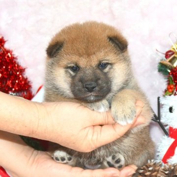 柴犬(標準サイズ)【千葉県・女の子・2025年10月24日・赤】の写真「★最優良血統★容姿性格抜群★両親受賞犬★」