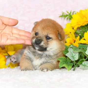 柴犬(標準サイズ)【千葉県・男の子・2025年5月13日・赤】の写真「★最優良血統★犬質ハイレベルなイケメン君☆彡」