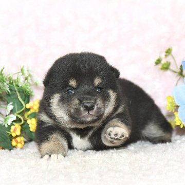 柴犬(標準サイズ)【千葉県・男の子・2025年4月10日・黒】の写真「★最優良血統★抜群の顔立ち★犬質ハイレベル★」