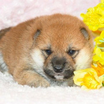 柴犬(標準サイズ)【千葉県・男の子・2024年12月13日・赤】の写真「★優秀血統★抜群の顔立ち★犬質ハイレベル★」