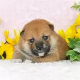 柴犬(標準サイズ)