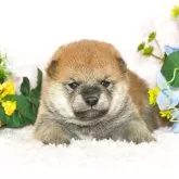 柴犬(標準サイズ)