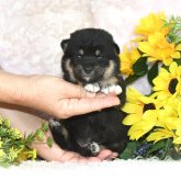 柴犬(標準サイズ)