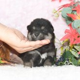 柴犬(標準サイズ)