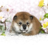 柴犬(標準サイズ)