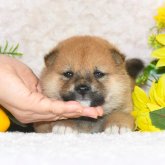 柴犬(標準サイズ)