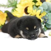 柴犬(豆柴)