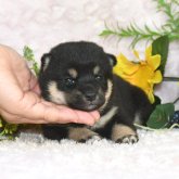 柴犬(豆柴)