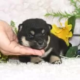 豆柴