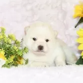 柴犬(標準サイズ)