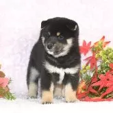 柴犬(標準サイズ)