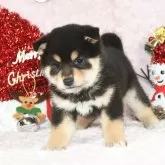 柴犬(標準サイズ)