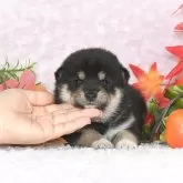 柴犬(標準サイズ)
