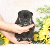 柴犬(豆柴)