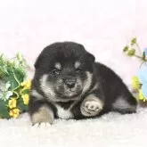 柴犬(標準サイズ)